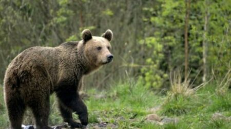 Un orso bruno immerso nel verde