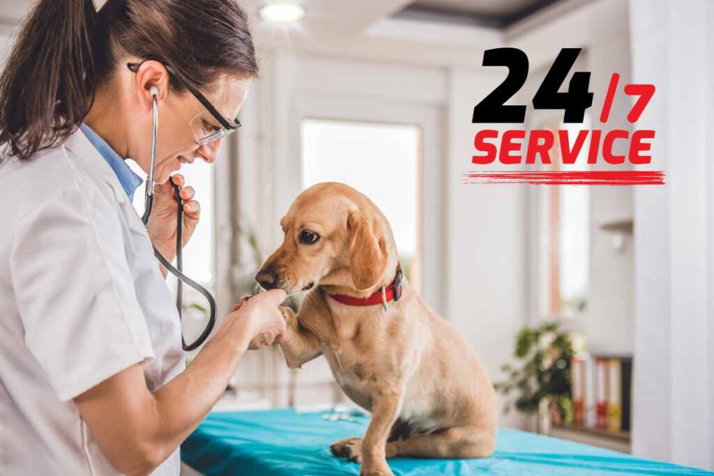 Cane visitato da una veterinaria