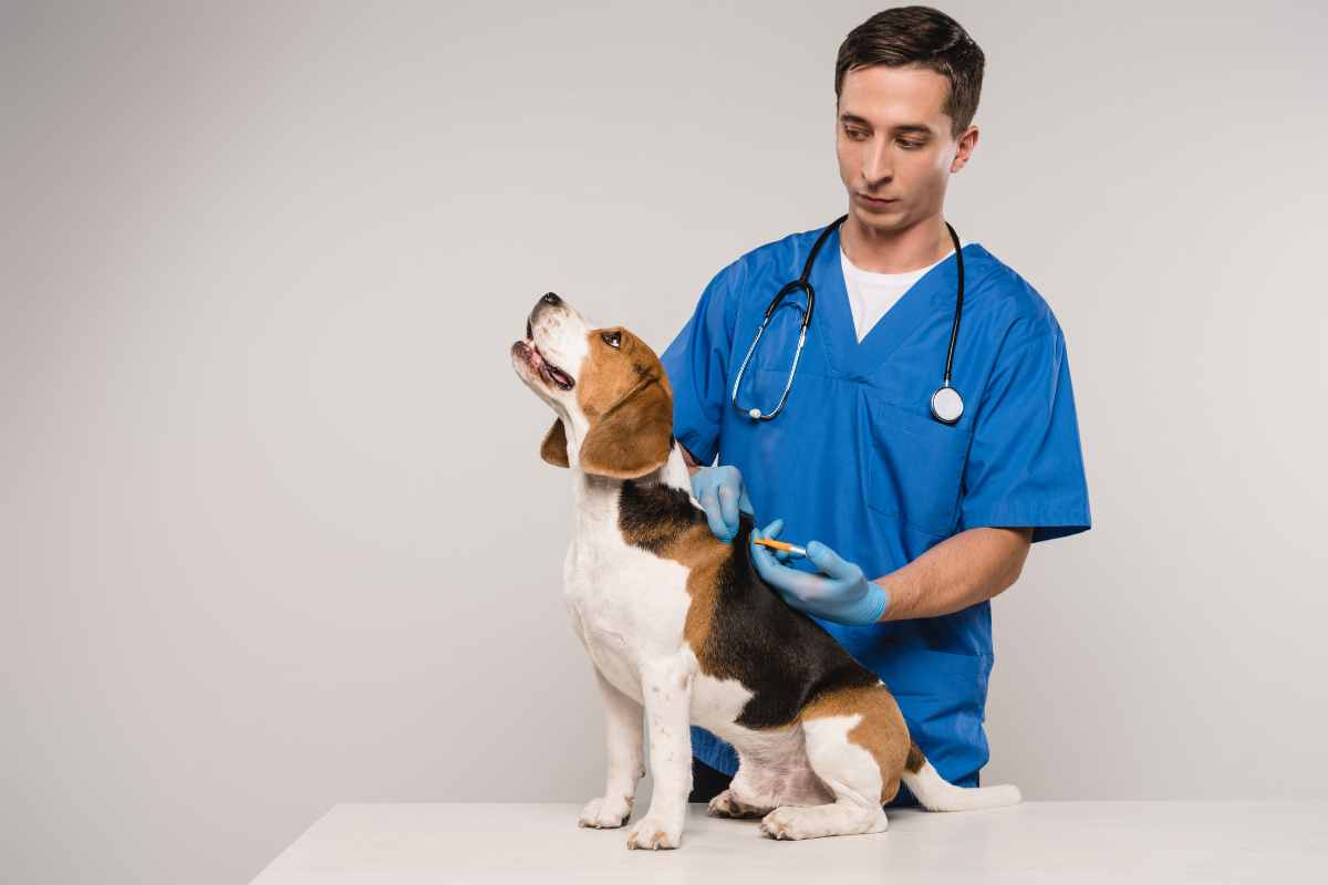 Veterinario
