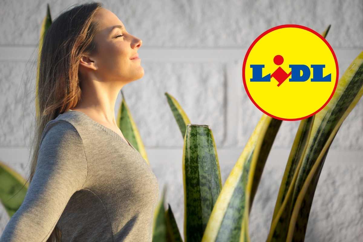 lidl vende la pianta che purifica l8217aria mentre dormi a soli 9998364 sta andando a ruba