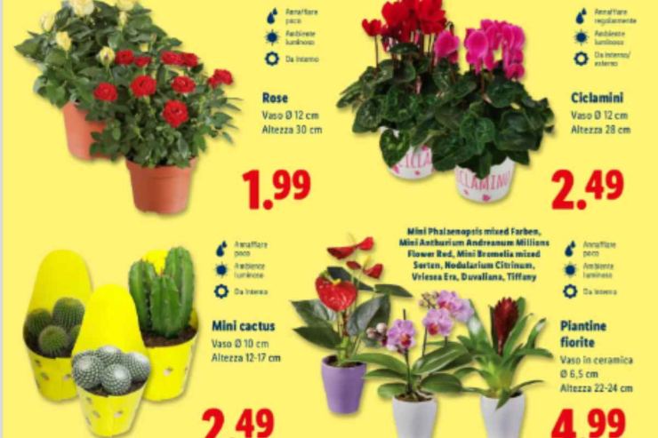 Fiori e prezzi