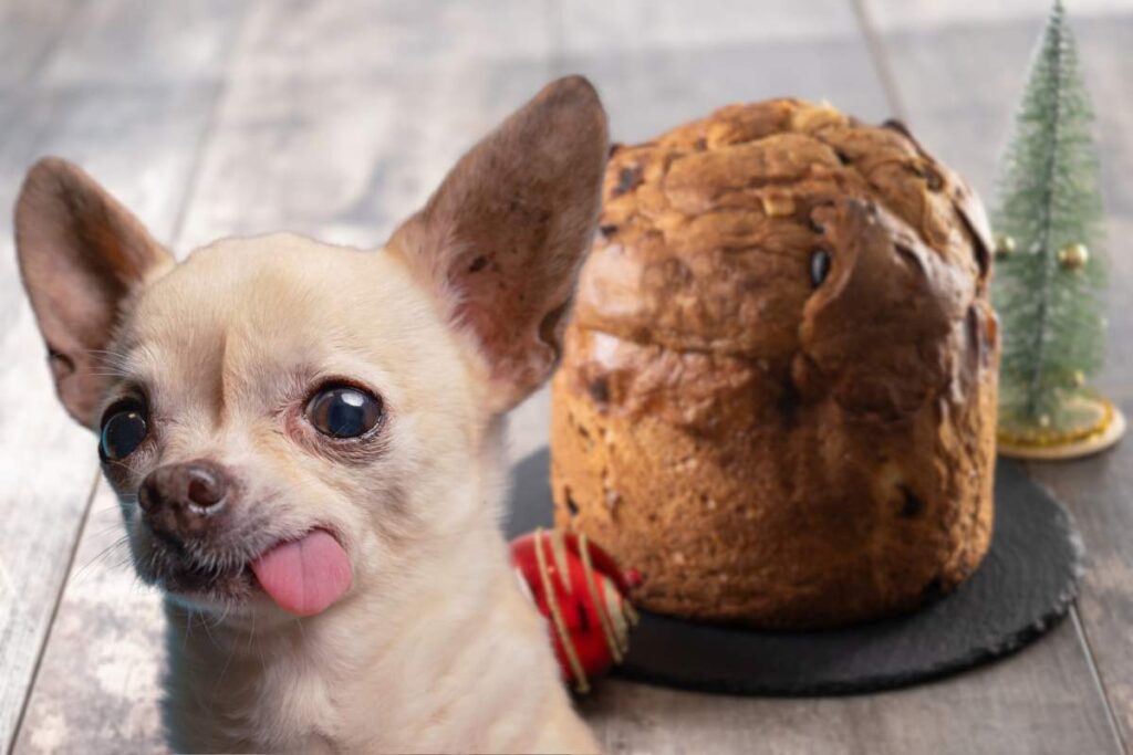 Panettone Merry Christmas per cani: a meno di 5€ rendi speciale anche il suo Natale cane con la lingua di fuori